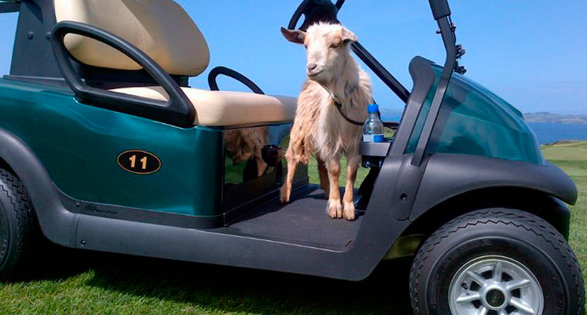 Oregon Golf Course to Offer Trained Goat Caddies | SwingU Clubhouse